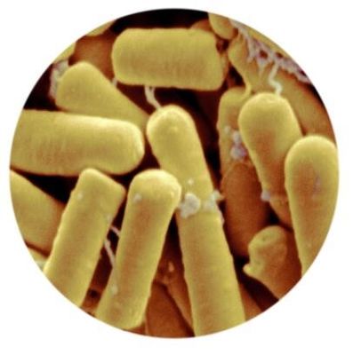 Bacillus Thuringiensis 50000IU Mg WP
